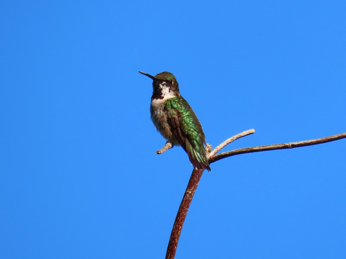 Colibri à gorge rubis - ML626627242