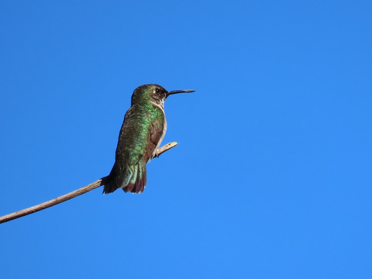 Colibri à gorge rubis - ML626627243