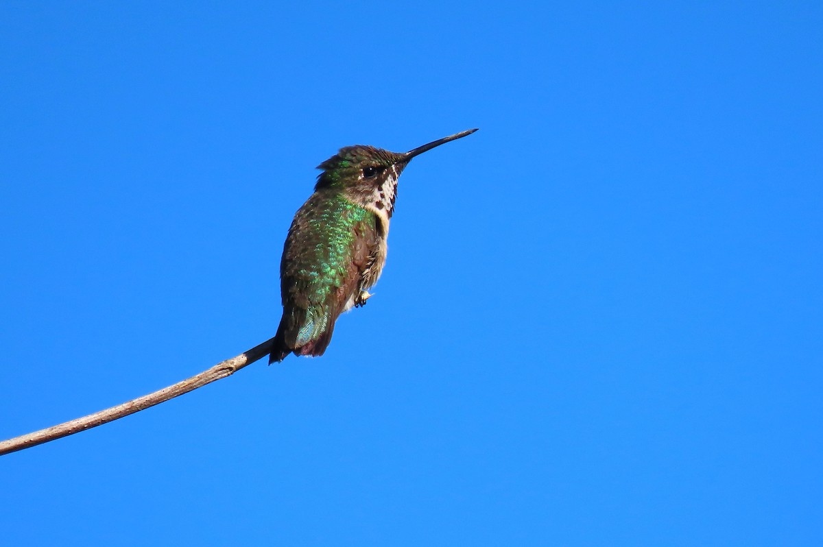 Colibri à gorge rubis - ML626627244