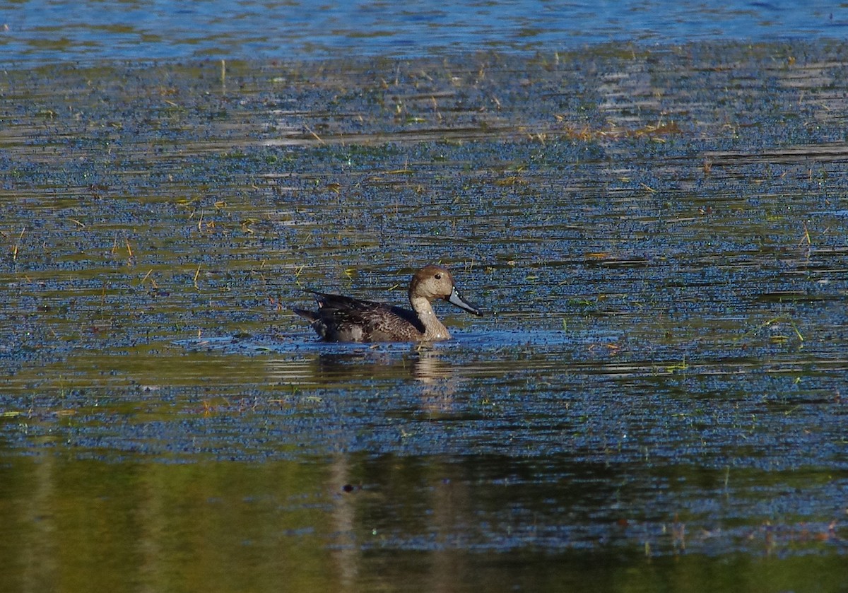 Canard pilet - ML626627255