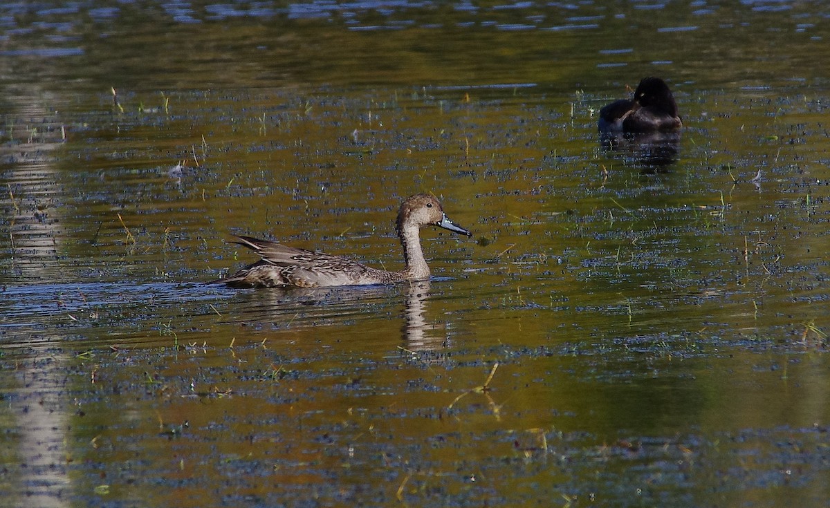 Canard pilet - ML626627257