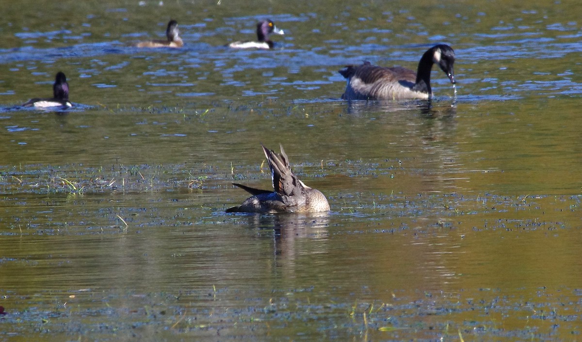 Canard pilet - ML626627258