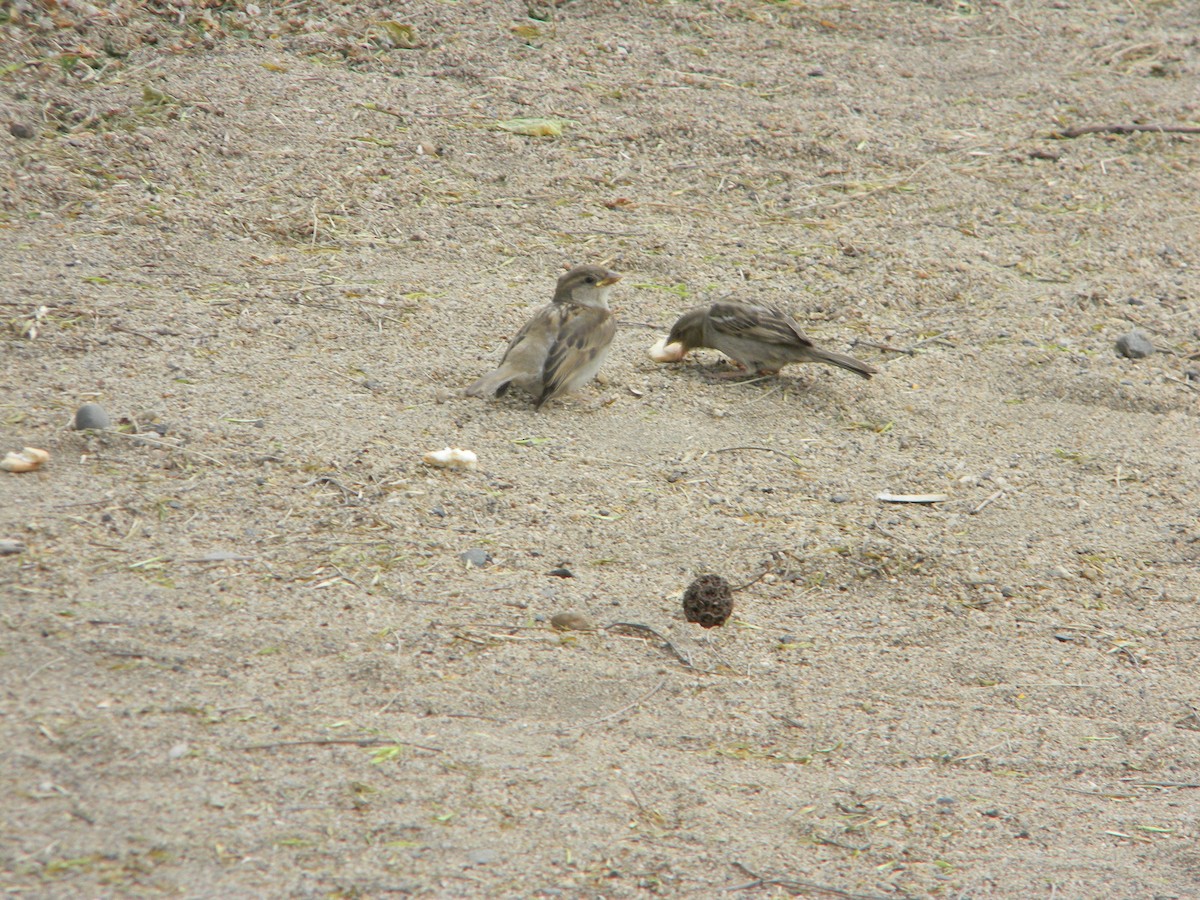 Moineau domestique - ML626627272