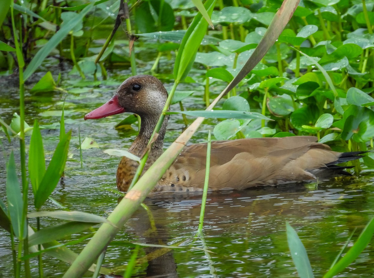 Canard amazonette - ML626627279