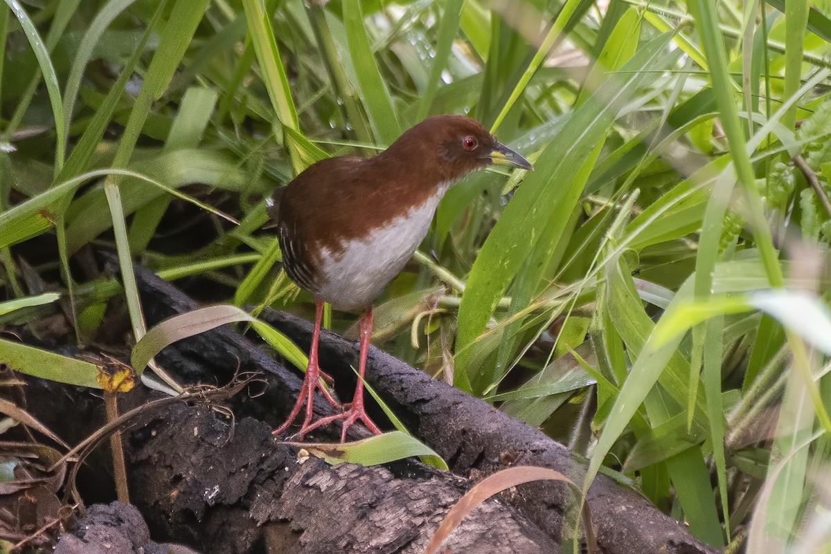 Red-and-white Crake - ML626627423