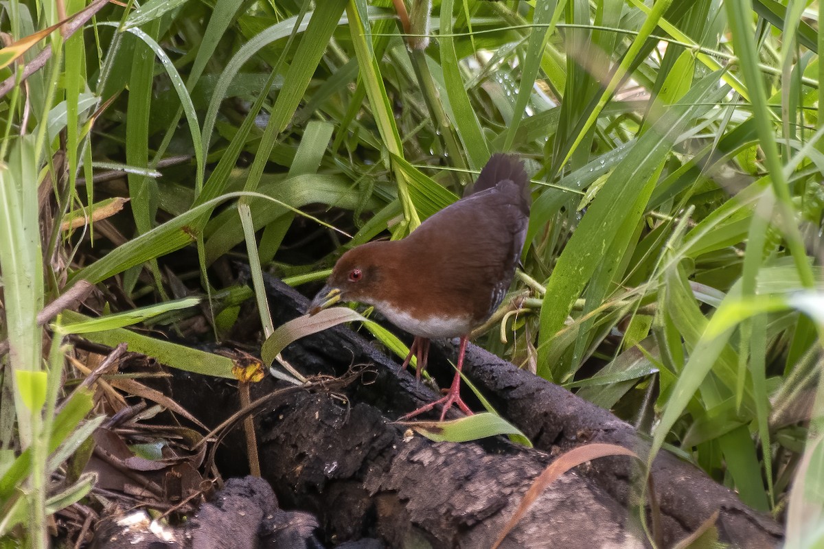 Red-and-white Crake - ML626627426