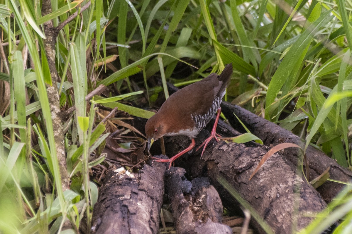 Red-and-white Crake - ML626627427