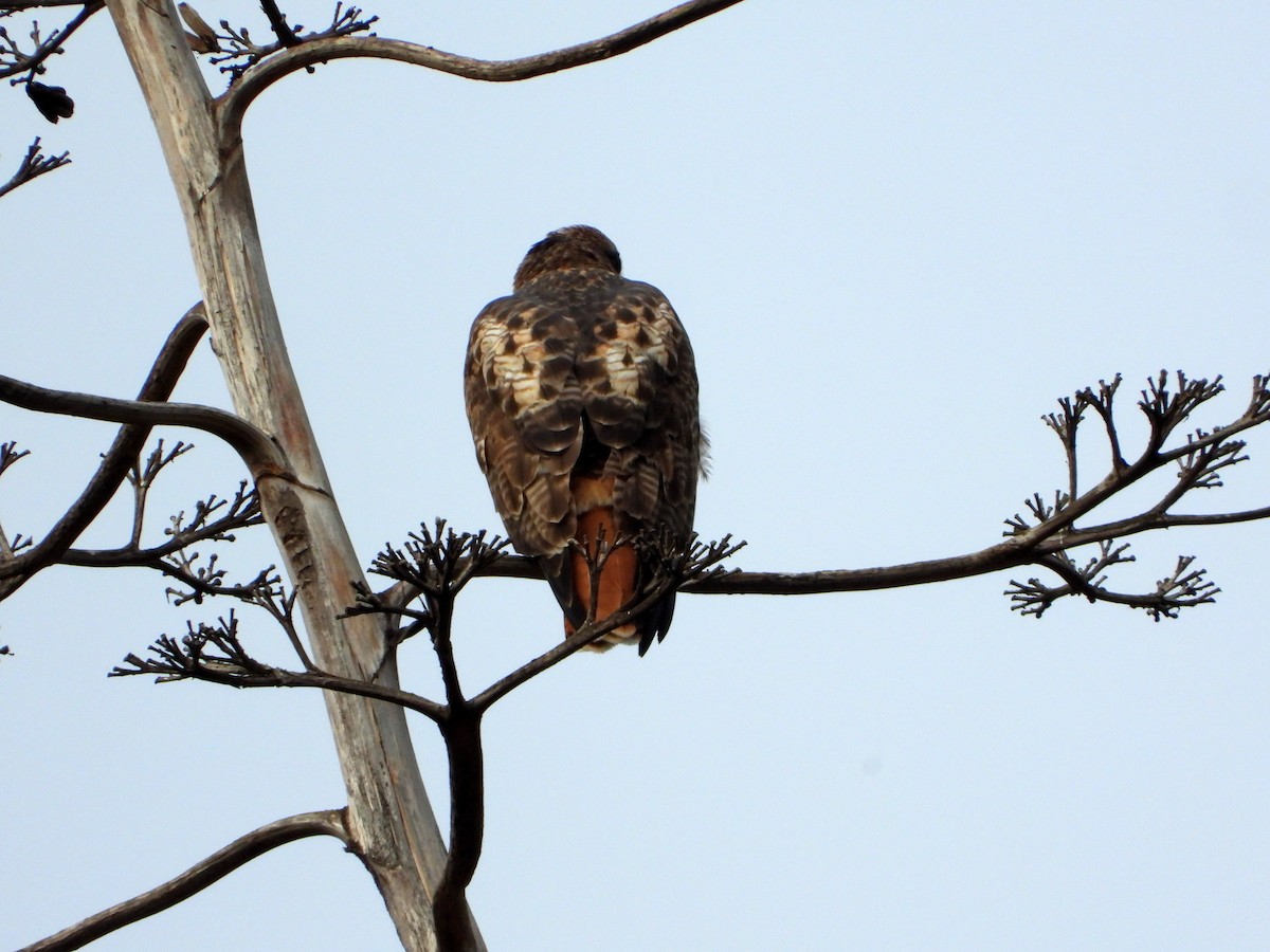 Red-tailed Hawk (calurus/alascensis) - ML626627476