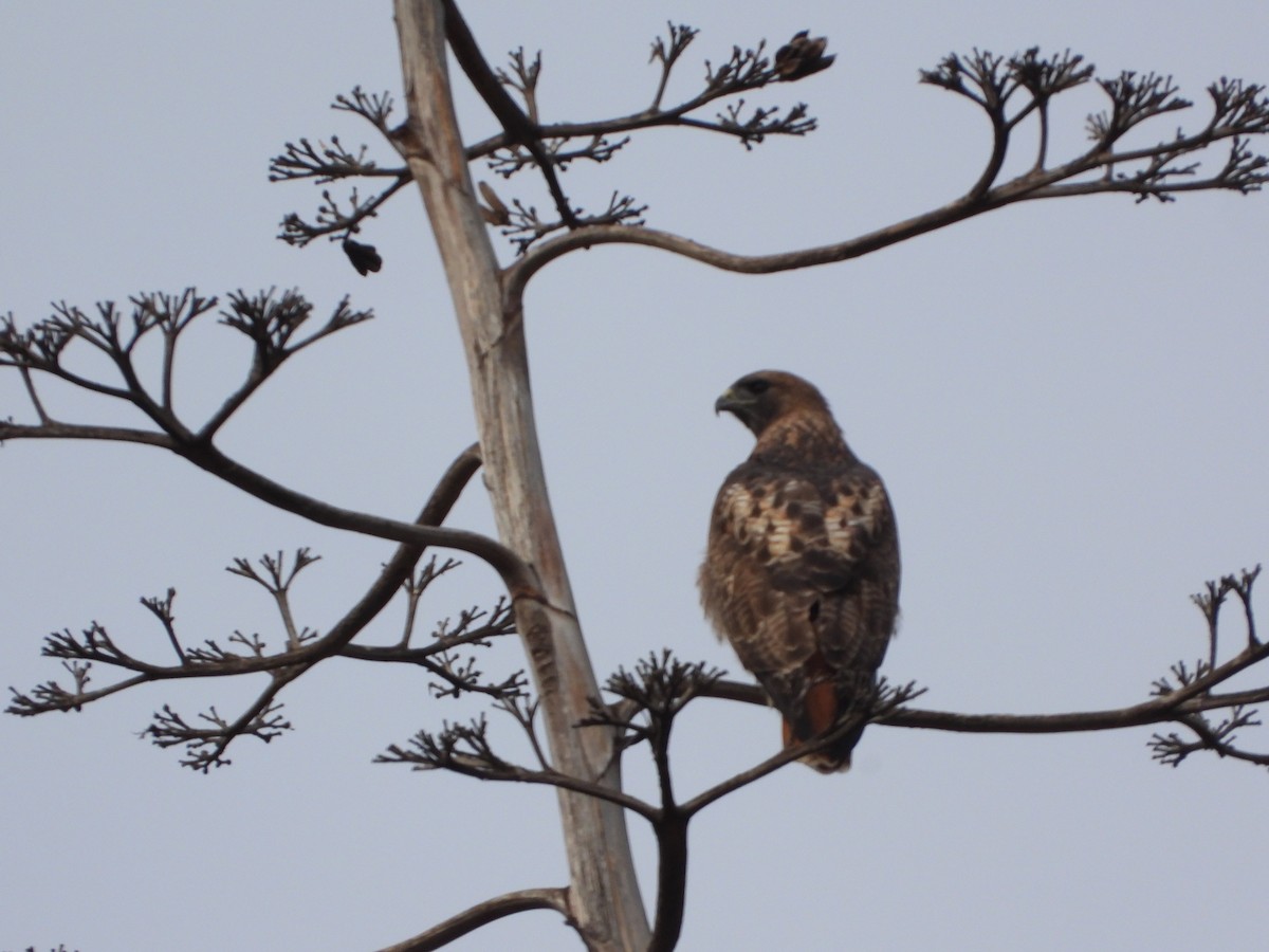 Red-tailed Hawk (calurus/alascensis) - ML626627477