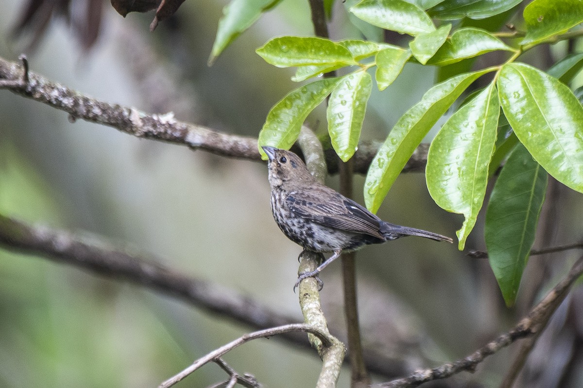 Blue-black Grassquit - ML626627479