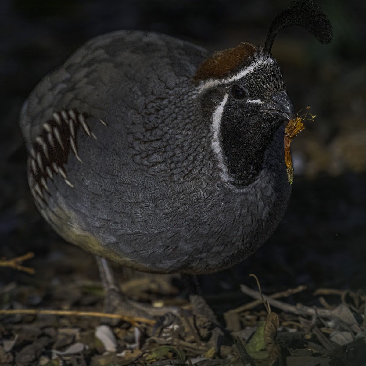 Gambel's Quail - ML626627487