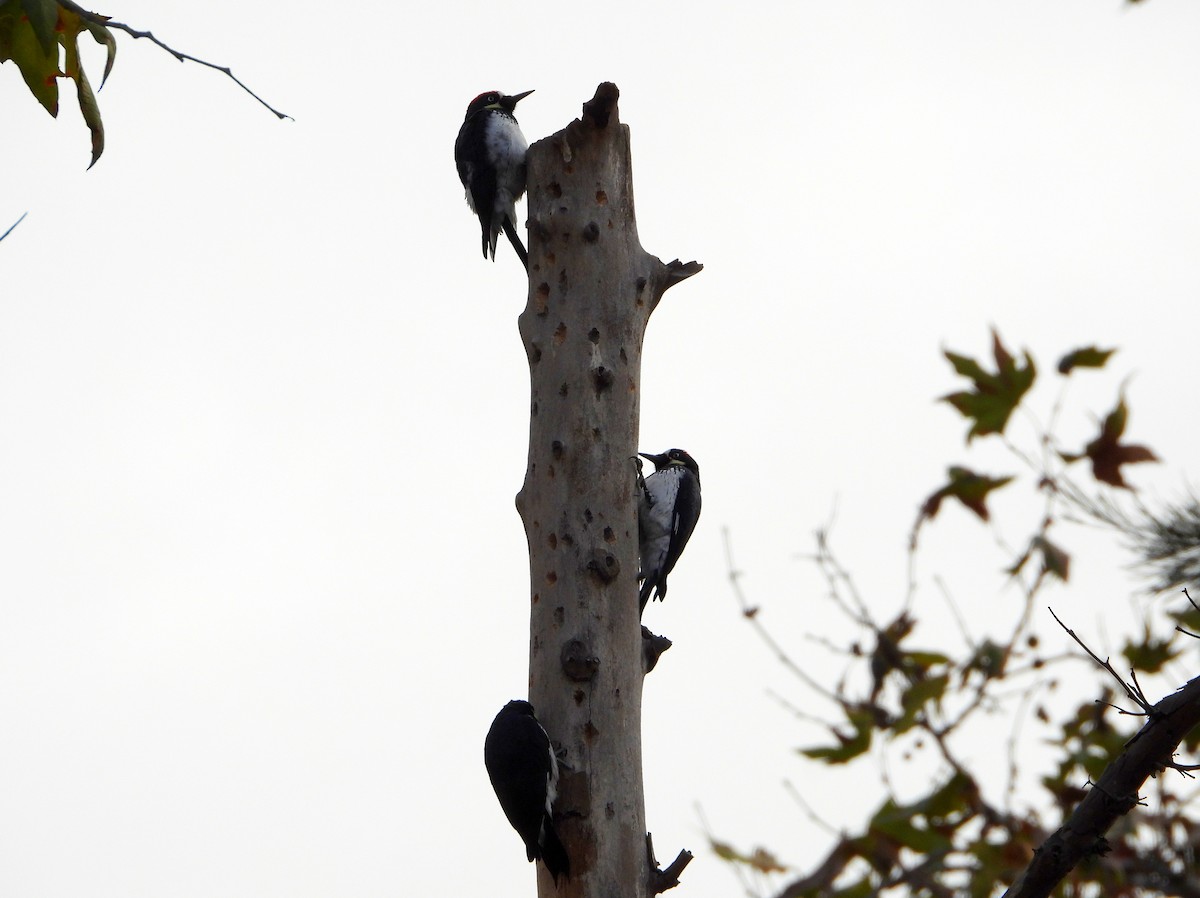 Acorn Woodpecker - ML626627491