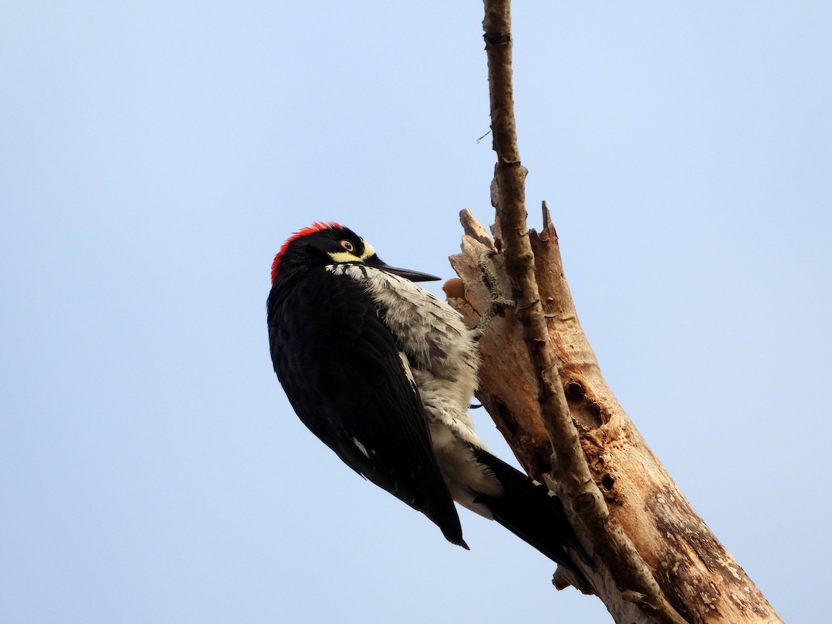 Acorn Woodpecker - ML626627492