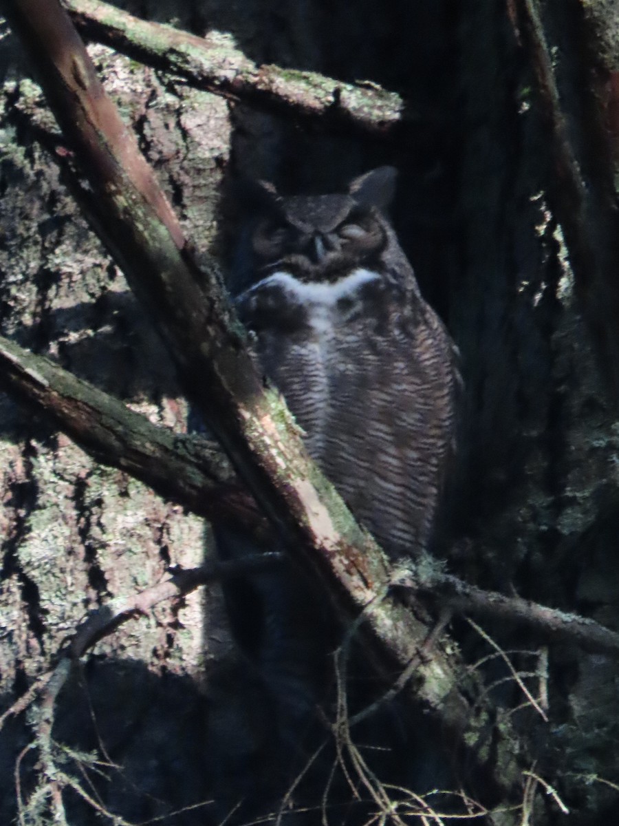 Great Horned Owl - ML626627493