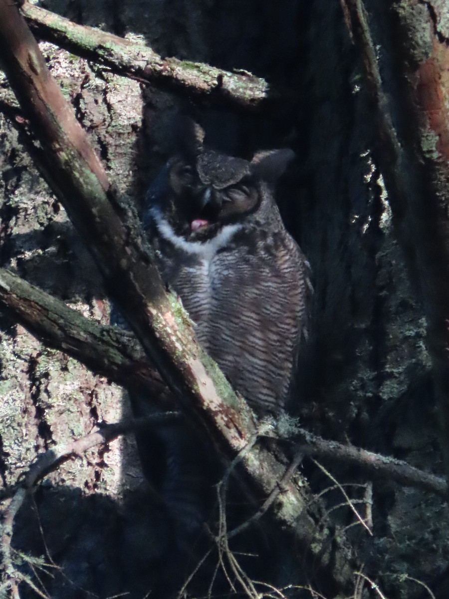 Great Horned Owl - ML626627494