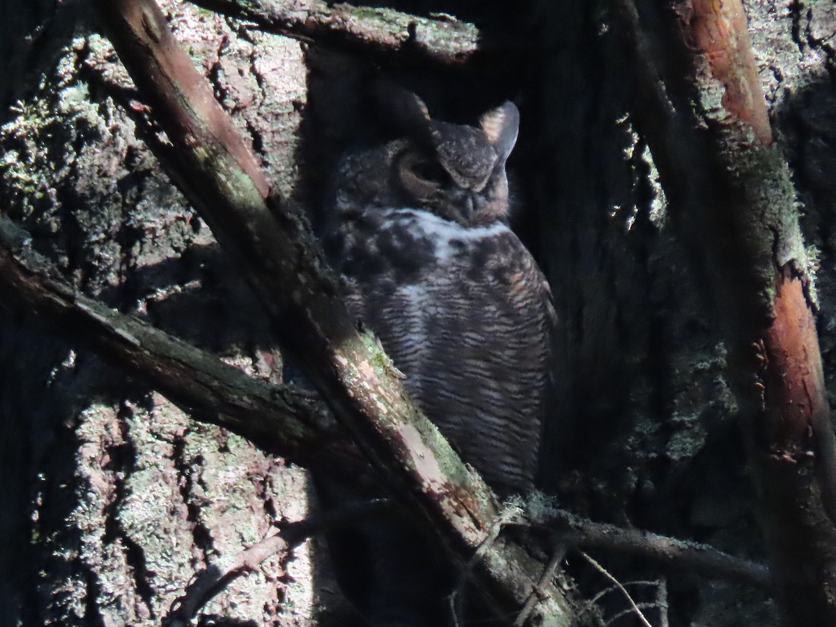 Great Horned Owl - ML626627495