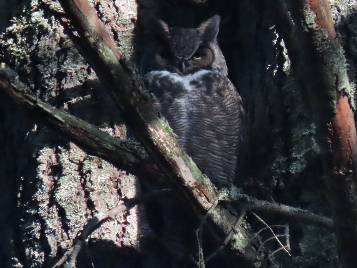 Great Horned Owl - ML626627496