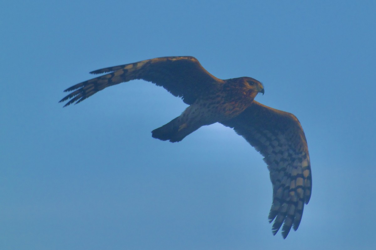 Northern Harrier - ML626627497