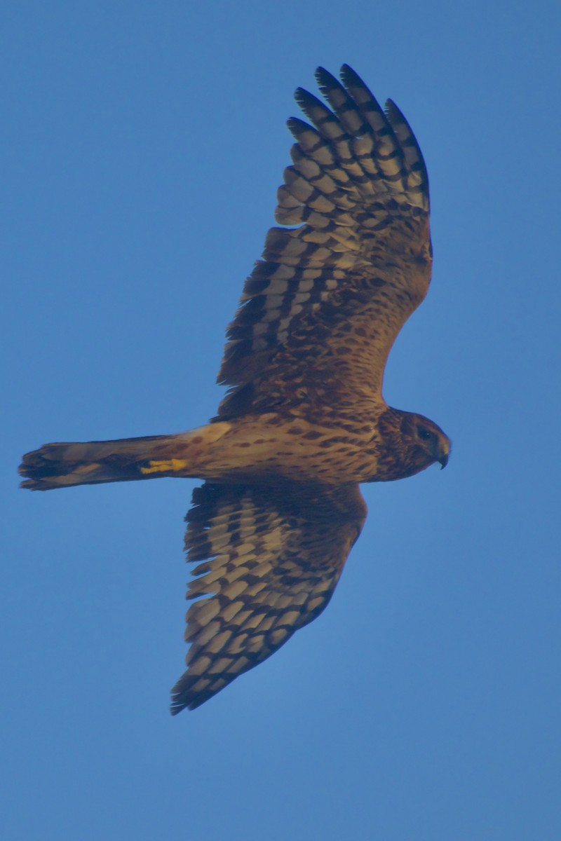 Northern Harrier - ML626627498