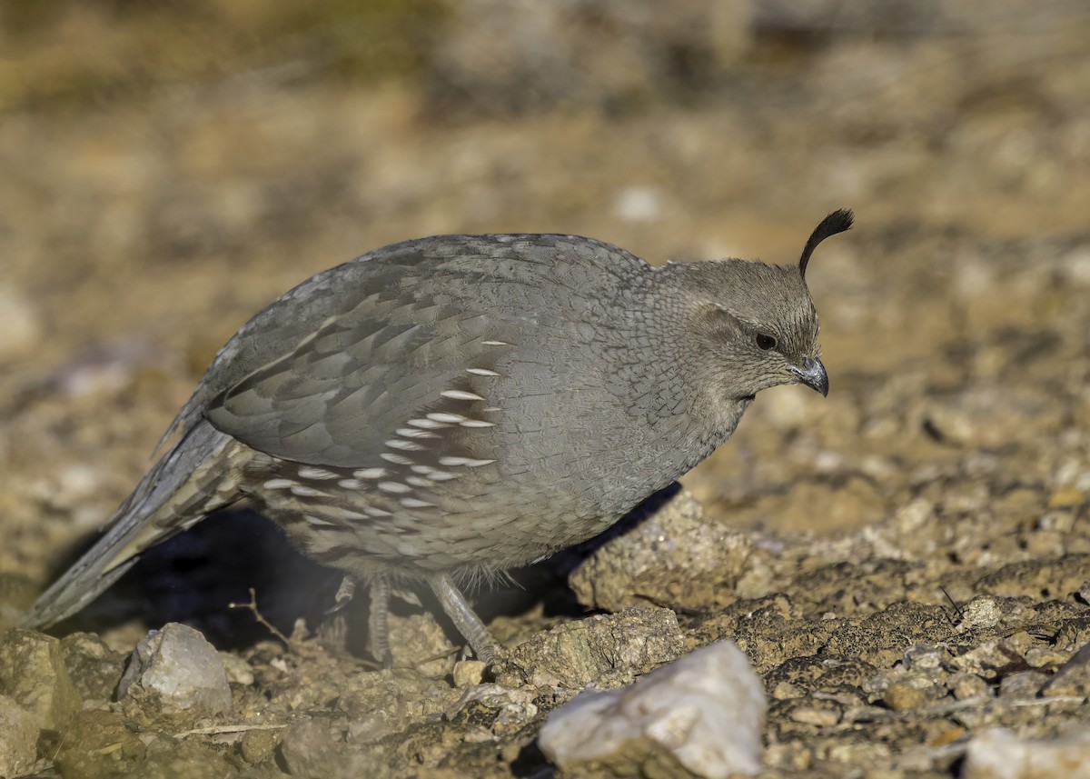 Gambel's Quail - ML626627499