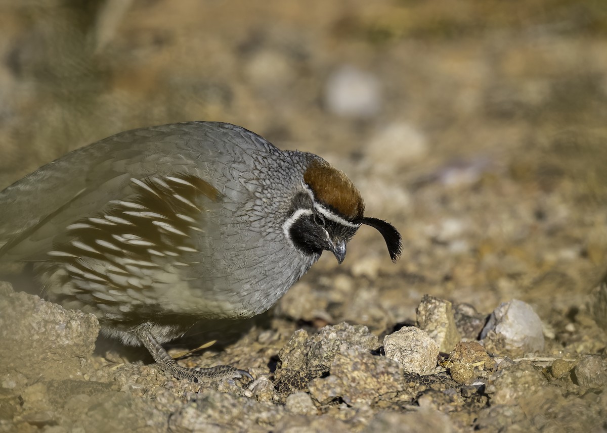 Gambel's Quail - ML626627500