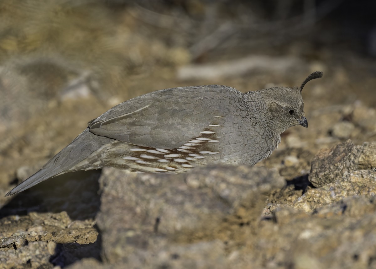 Gambel's Quail - ML626627501