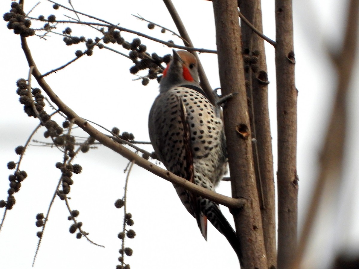 Northern Flicker (Red-shafted) - ML626627503