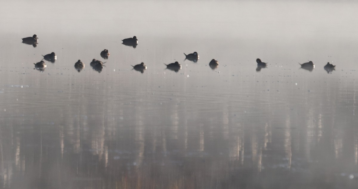 Ruddy Duck - ML626627505