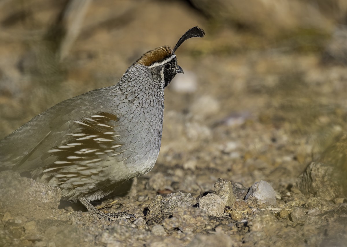 Gambel's Quail - ML626627506