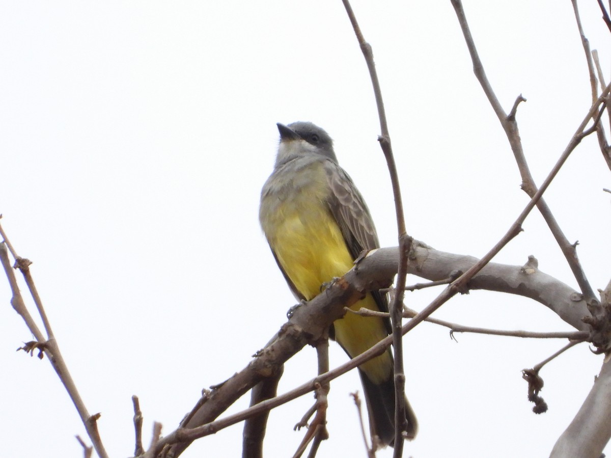 Cassin's Kingbird - ML626627510