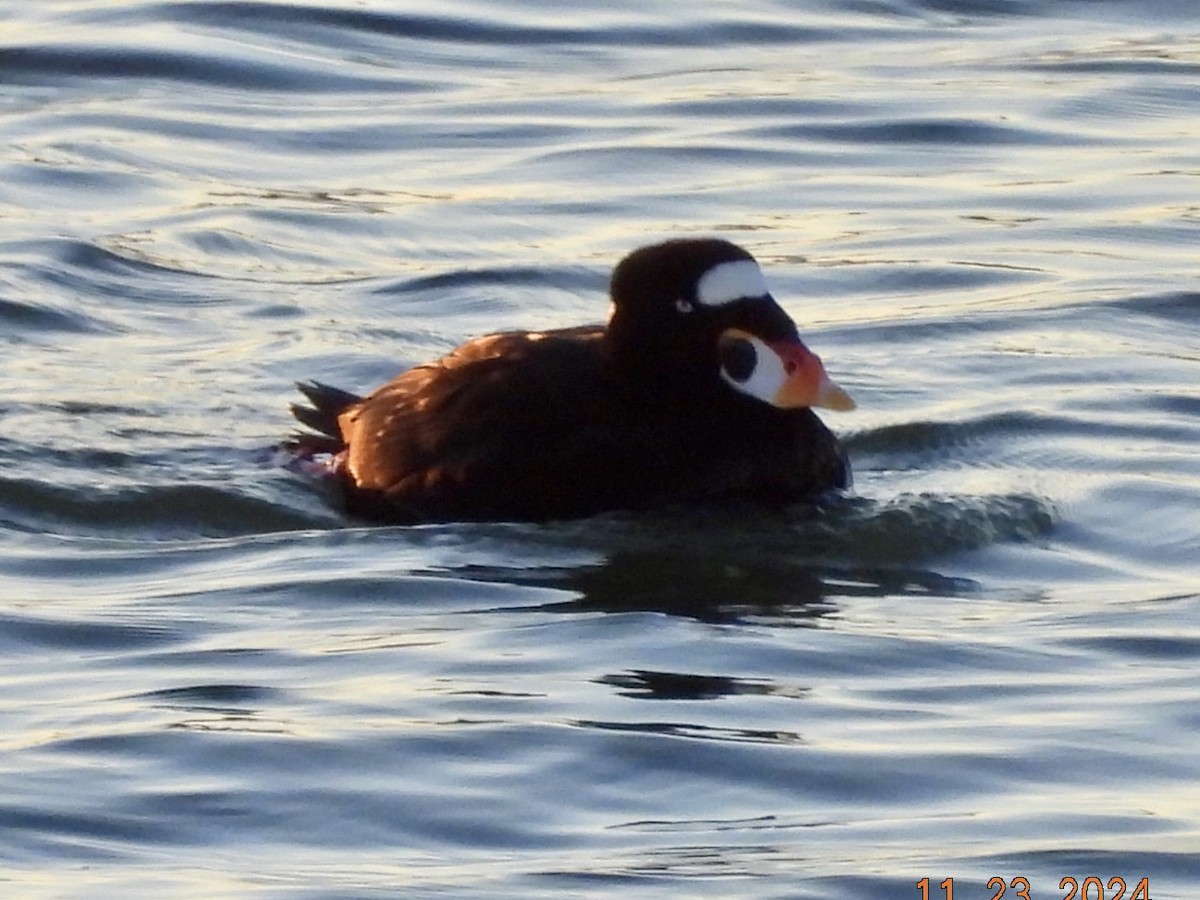 Surf Scoter - ML626627515