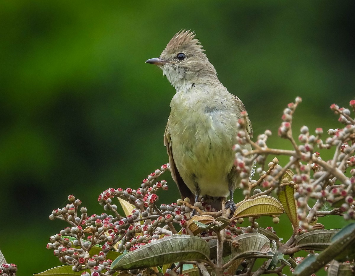 Yellow-bellied Elaenia - ML626627516