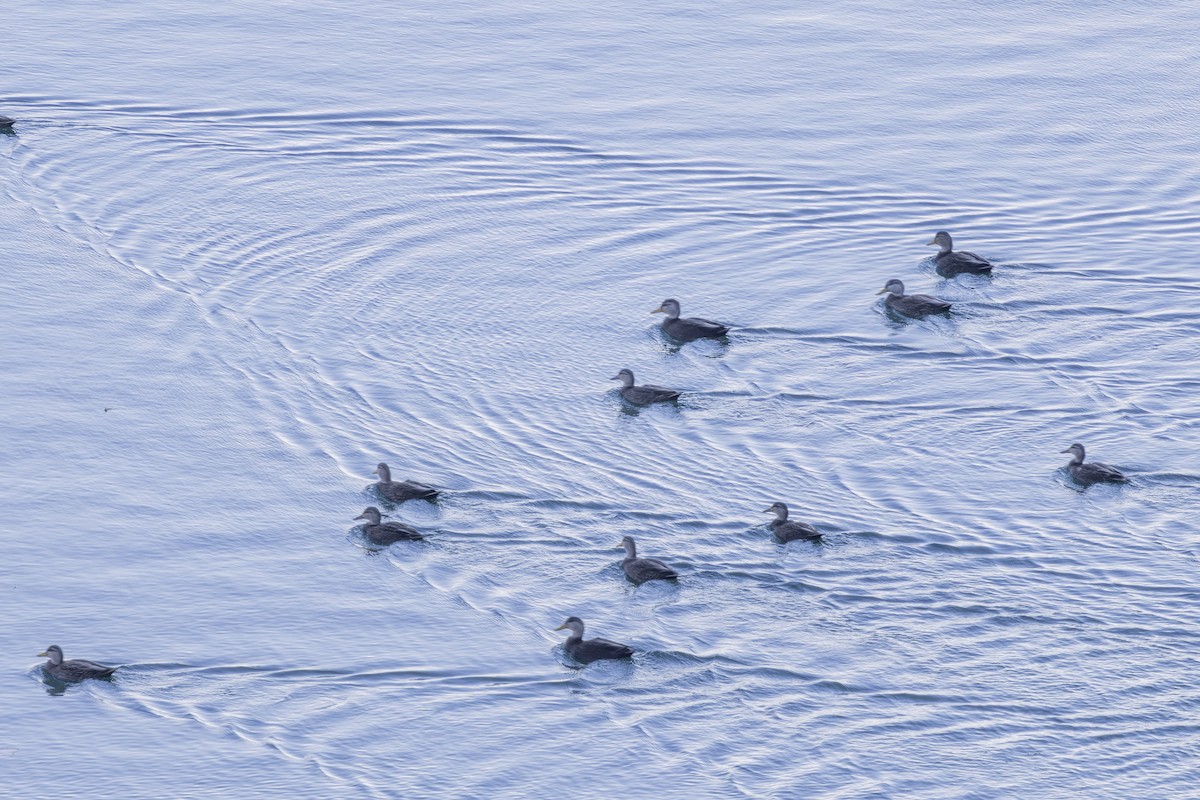 American Black Duck - ML626627519