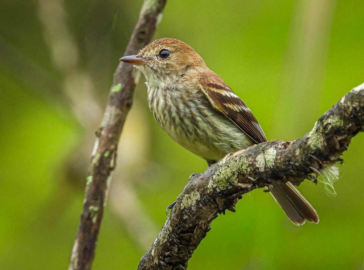 Bran-colored Flycatcher - ML626627526