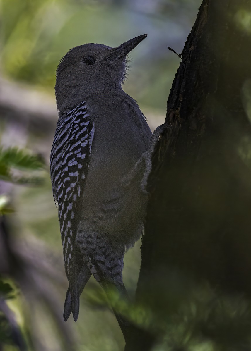 Gila Woodpecker - ML626627528