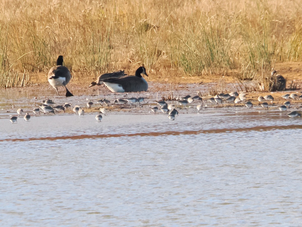 Alpenstrandläufer - ML626627607