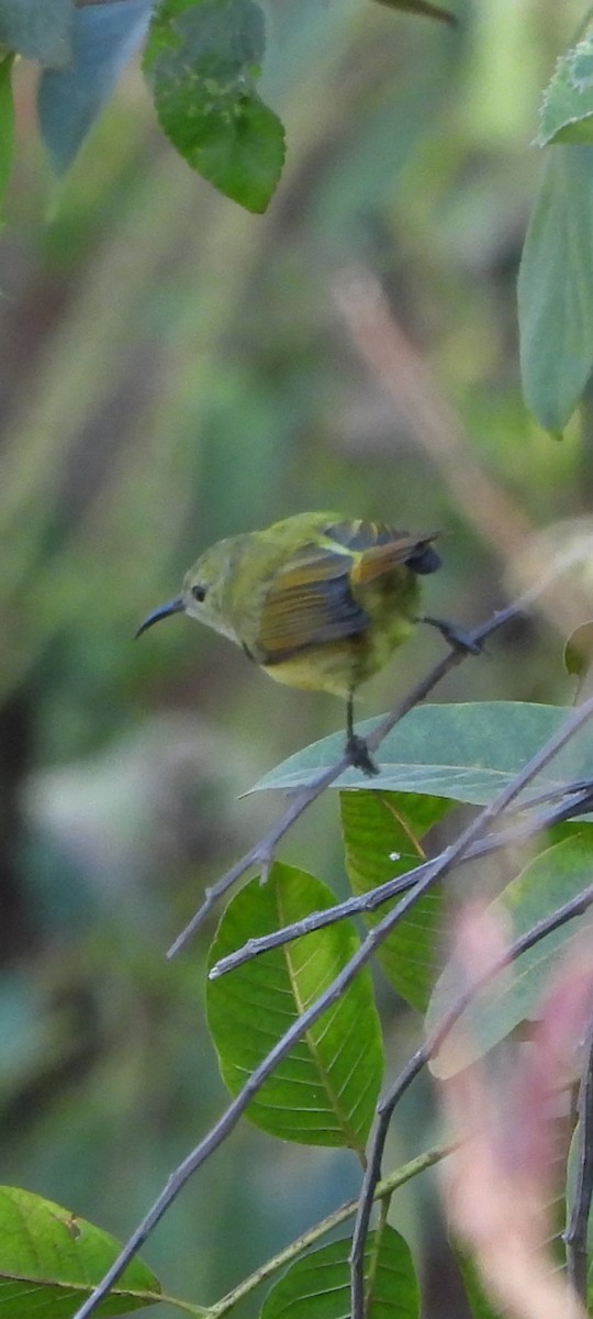 Grünschwanz-Nektarvogel - ML626627613