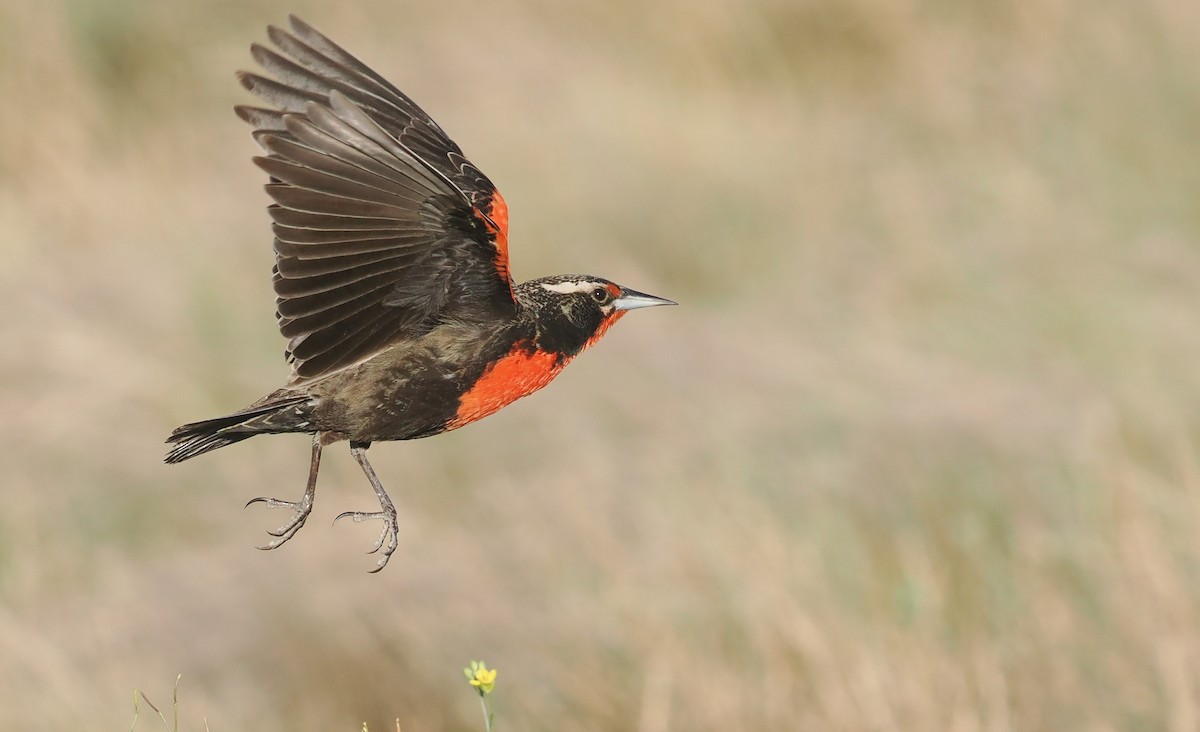 Pampas Meadowlark - ML626627620