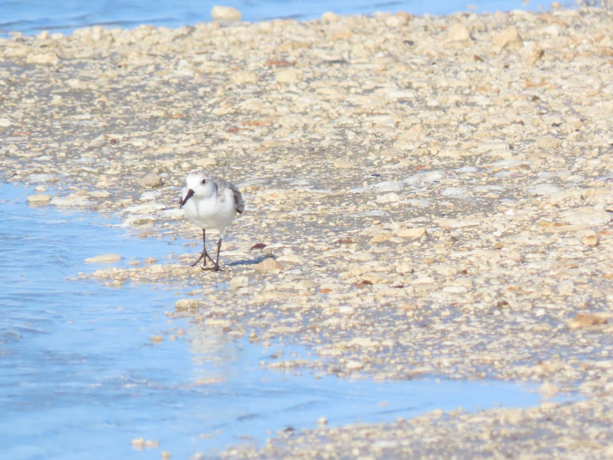 Sanderling - ML626627621