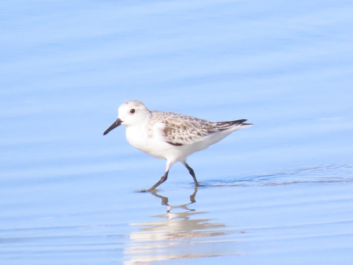 Sanderling - ML626627633