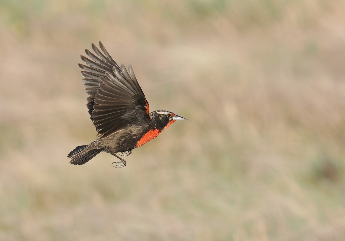 Pampas Meadowlark - ML626627643