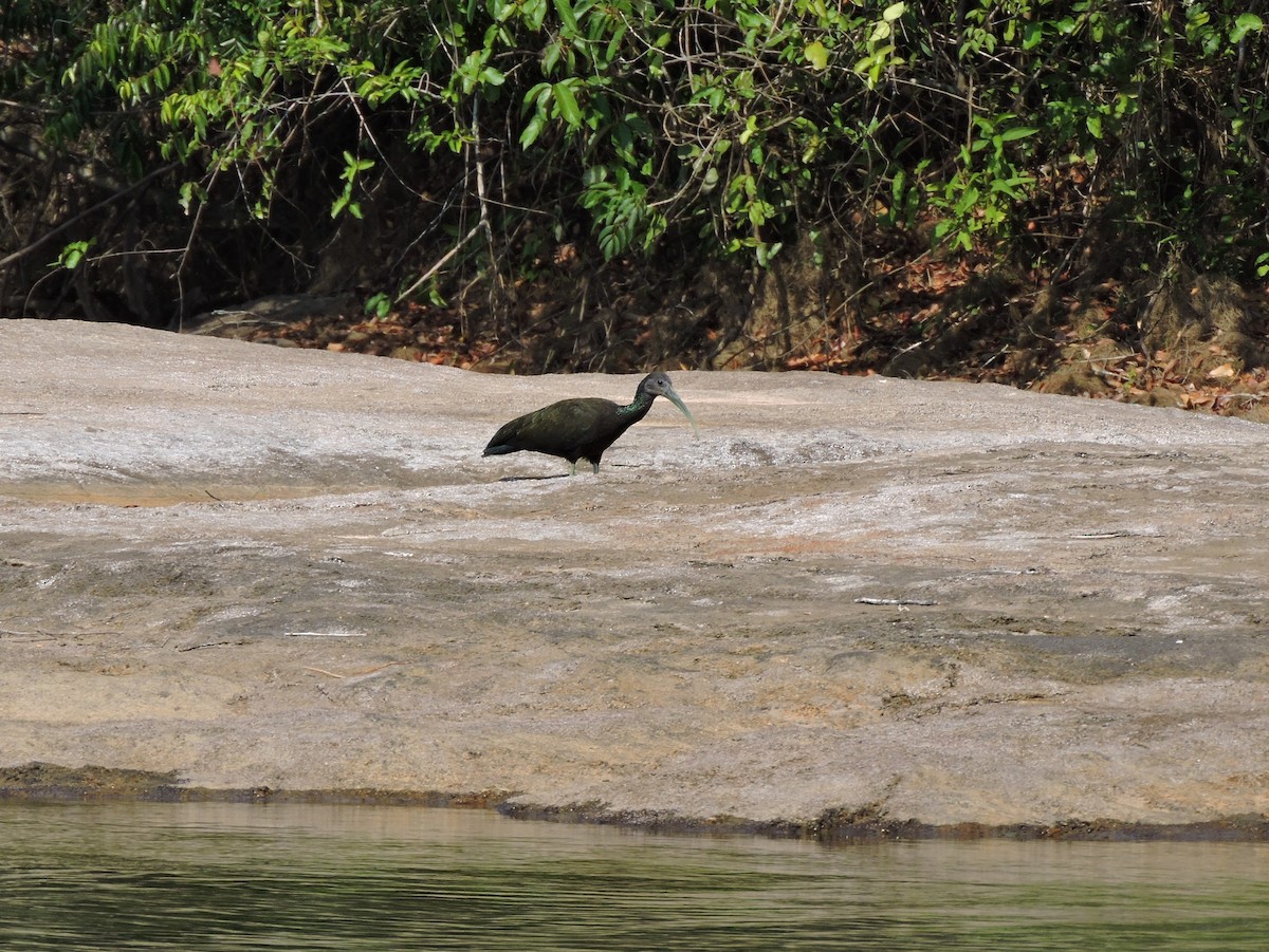 Green Ibis - ML626627731