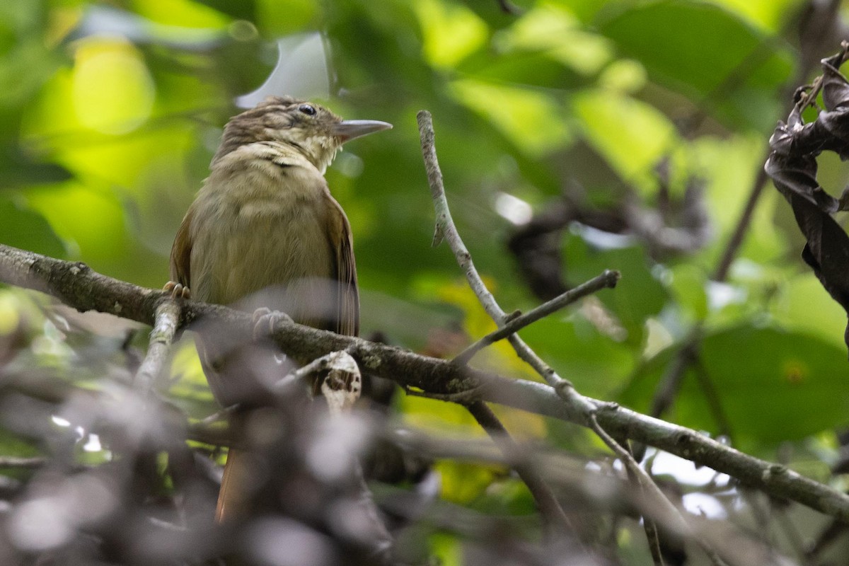 Rufous-tailed Foliage-gleaner - ML626627732