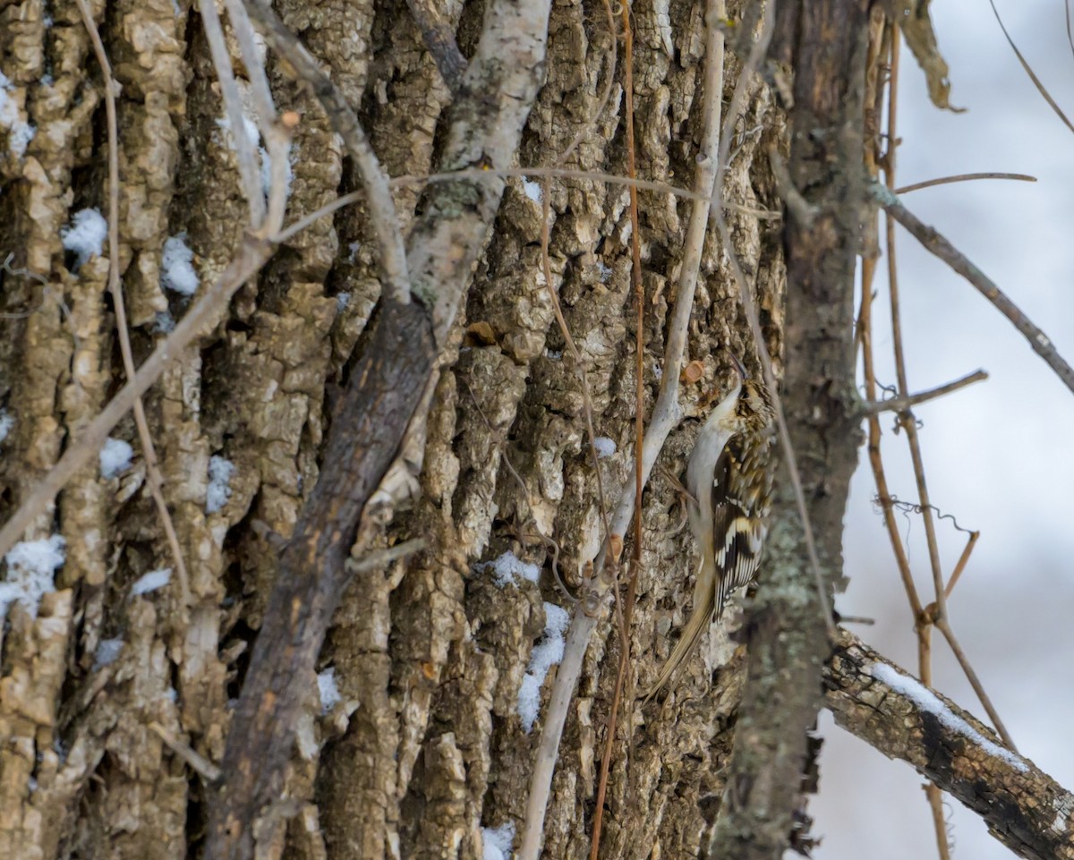 Brown Creeper - ML626627741