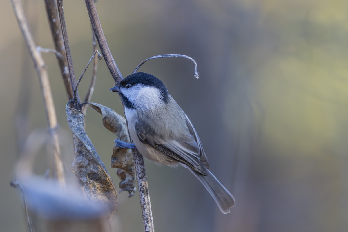 Carolina Chickadee - ML626627751