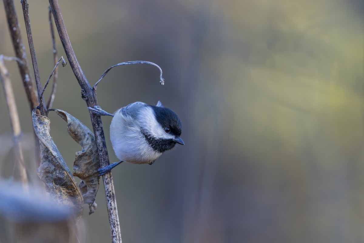 Carolina Chickadee - ML626627752