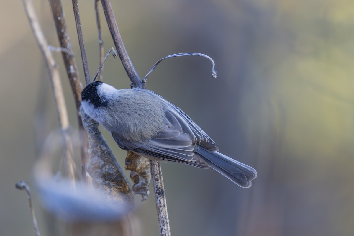 Carolina Chickadee - ML626627758