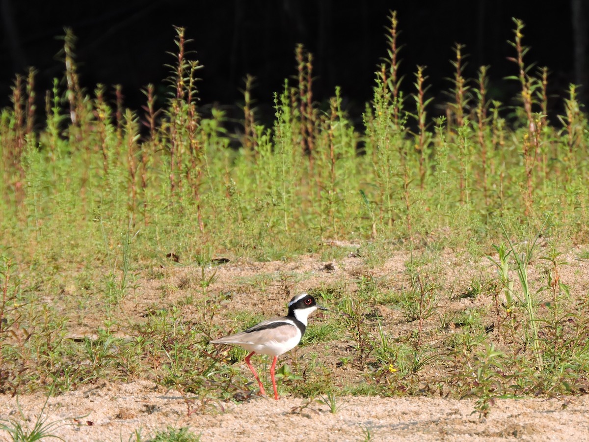 Pied Plover - ML626627759