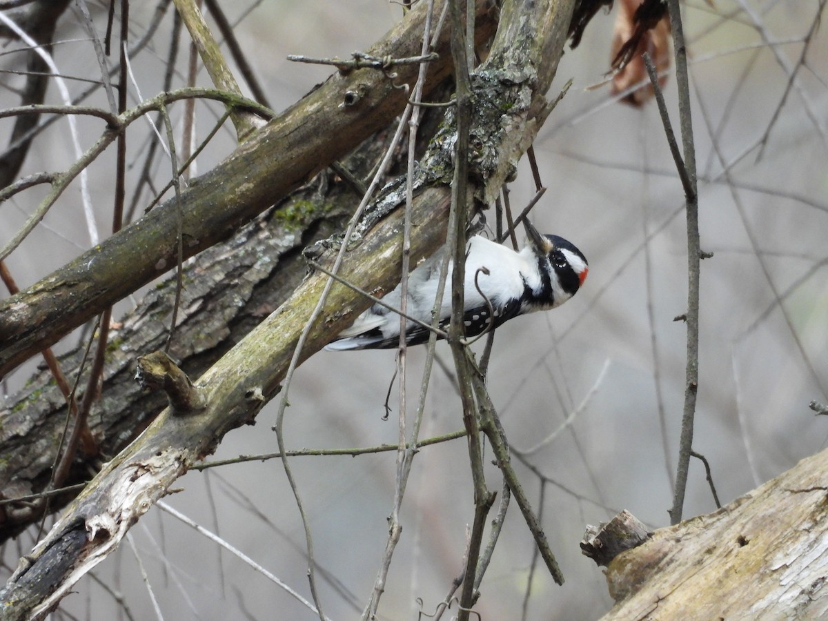 Hairy Woodpecker - ML626627763