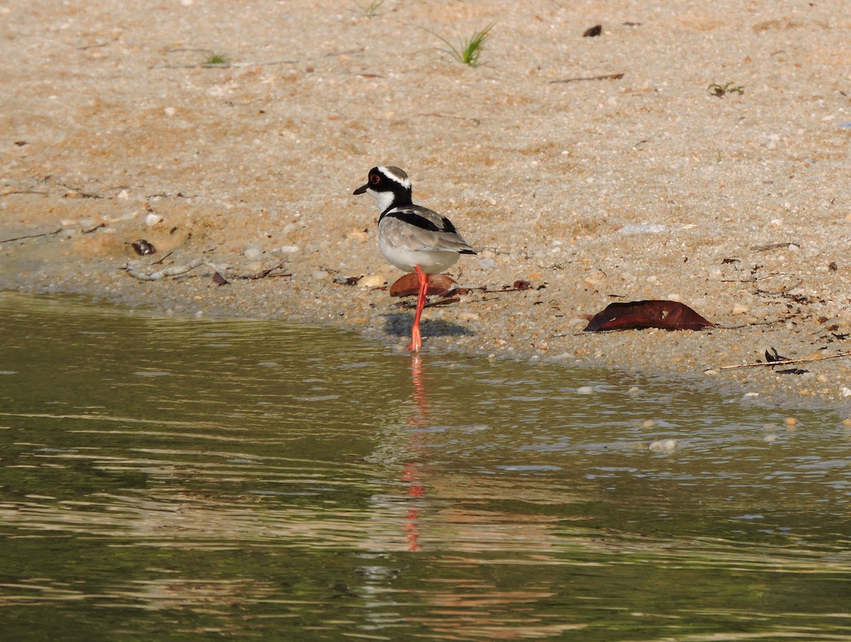 Pied Plover - ML626627767